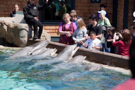 Seaworld: Delfine streicheln ... da kann man geteilter Meinung sein