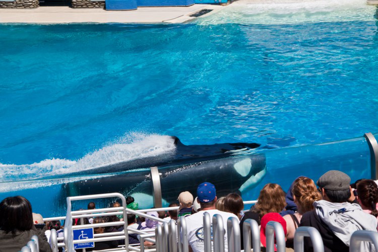 Seaworld: The great Shamu-Show