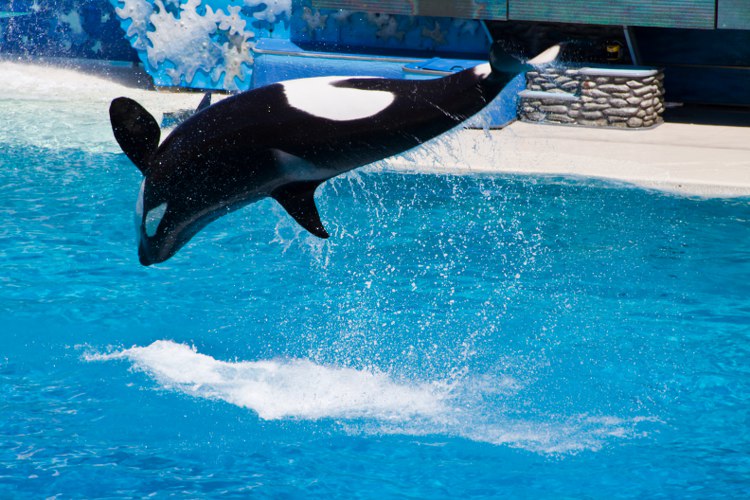 Seaworld: The great Shamu-Show