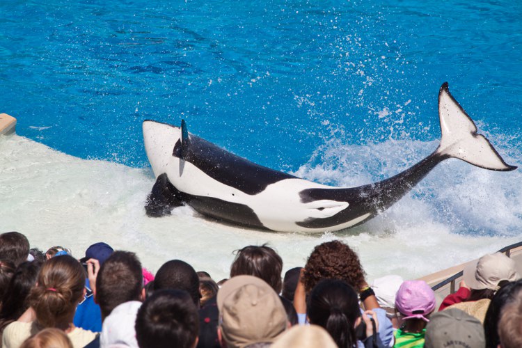Seaworld: The great Shamu-Show