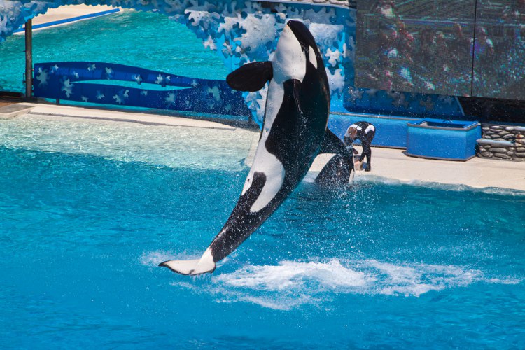 Seaworld: The great Shamu-Show