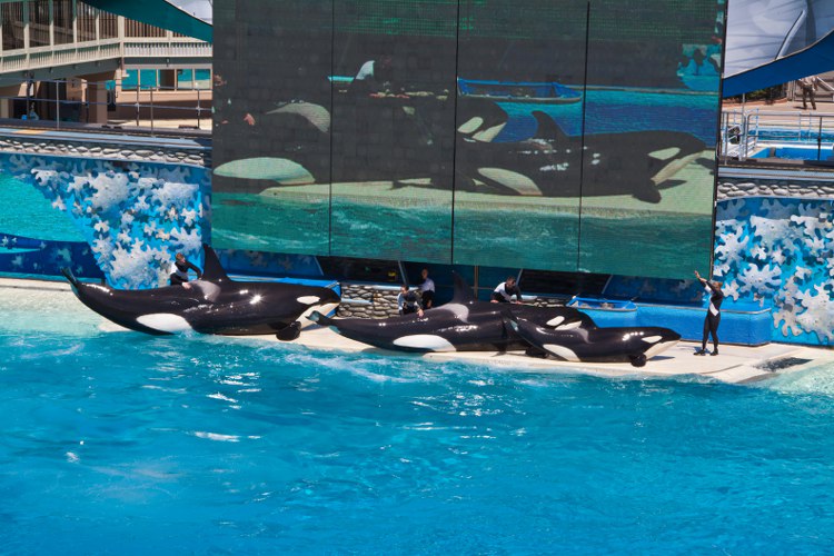 Seaworld: The great Shamu-Show