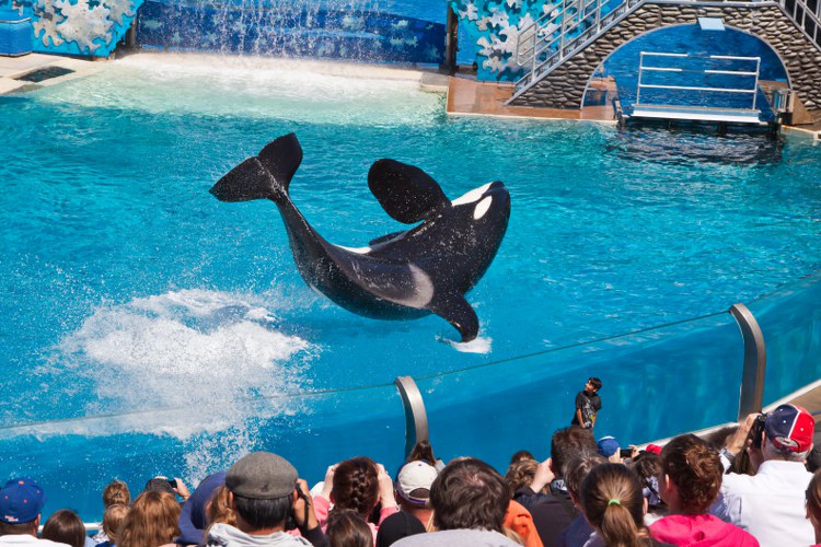 Seaworld: The great Shamu-Show