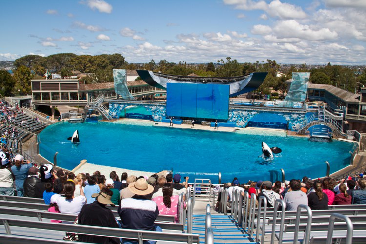 Seaworld: The great Shamu-Show