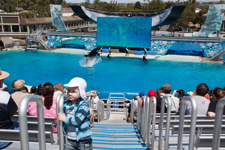 Seaworld: The great Shamu-Show