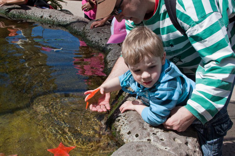 Seesterne anfassen erlaubt